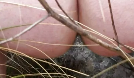 Nina và tai sex nhật kira 2